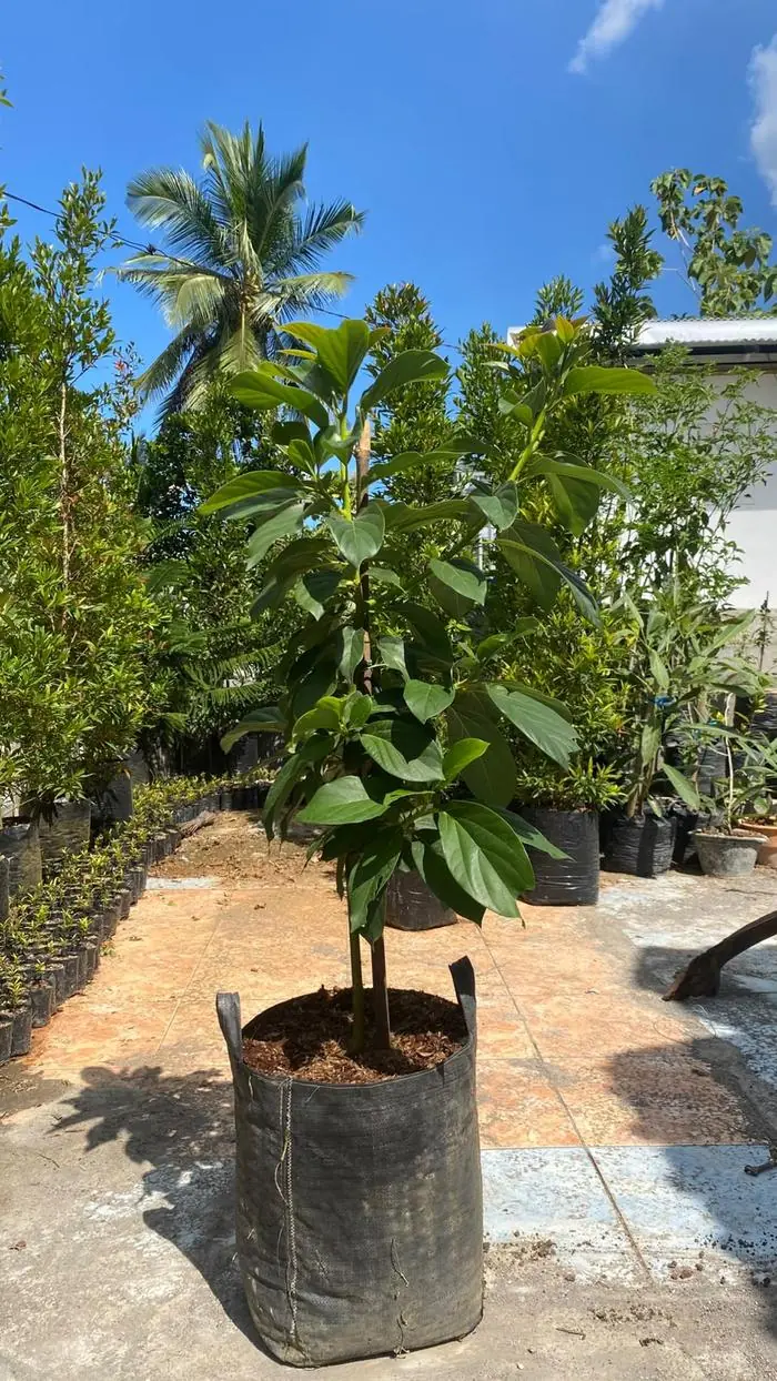 Bibit alpukat Black Avocado