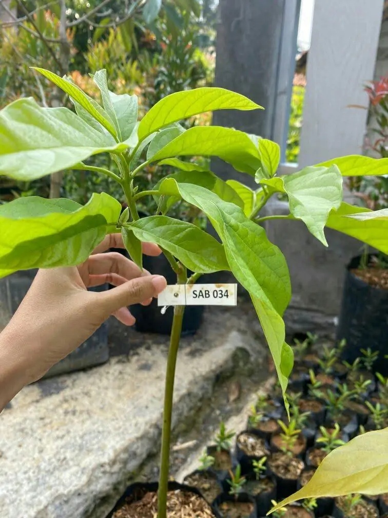 Bibit alpukat SAB 034