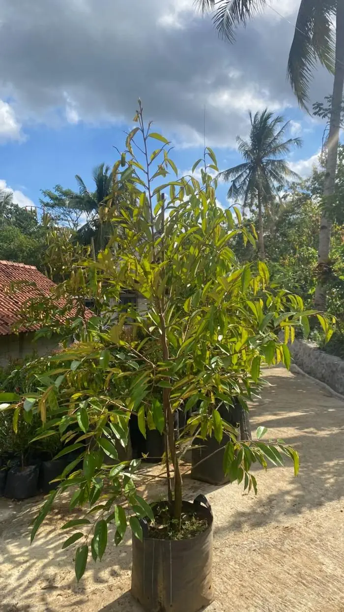 Bibit durian duri hitam