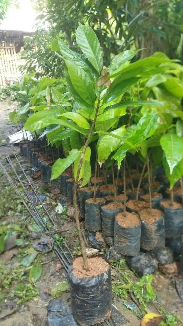 Bibit kakao