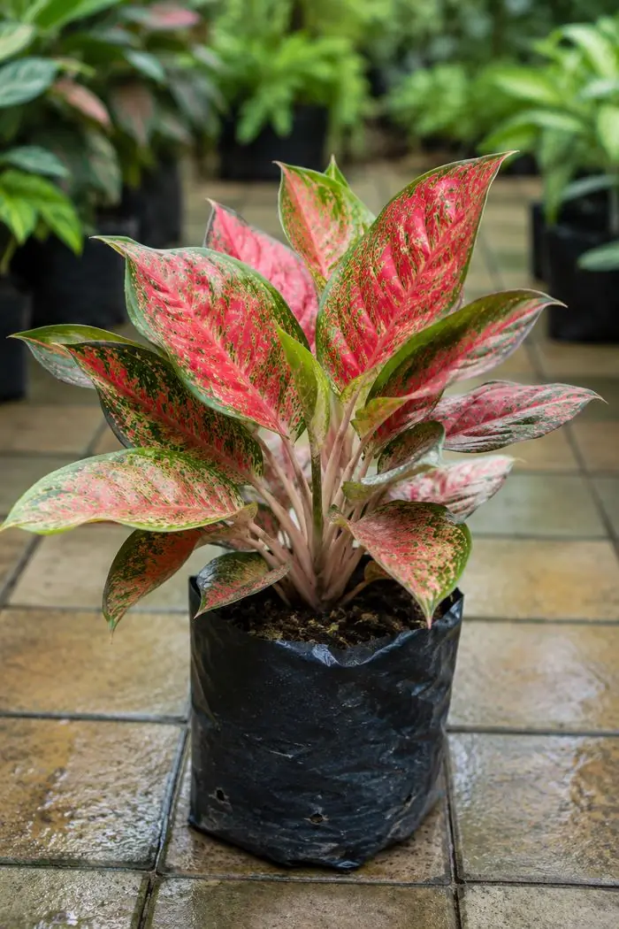 Bibit aglonema