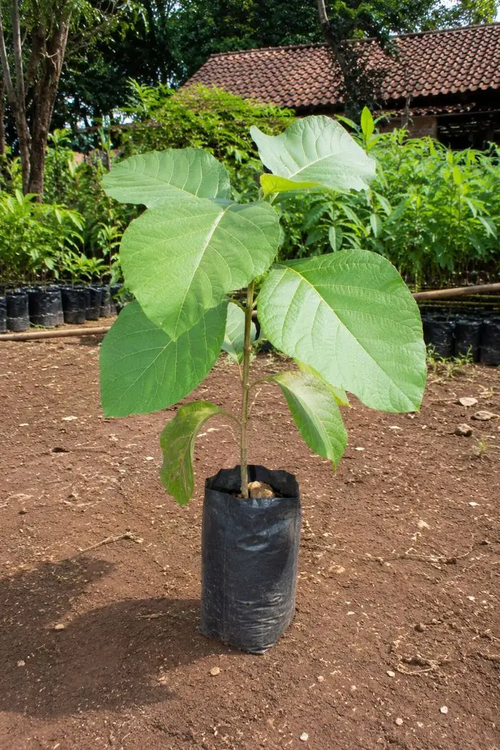Bibit jati