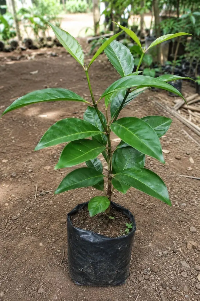 Bibit daun salam