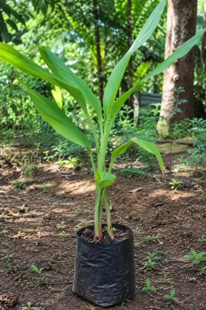 Bibit lengkuas