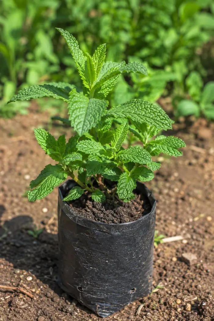 Bibit mint